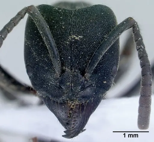 Ectomomyrmex astutus specimen