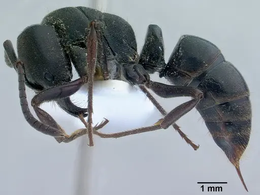 Ectomomyrmex astutus specimen