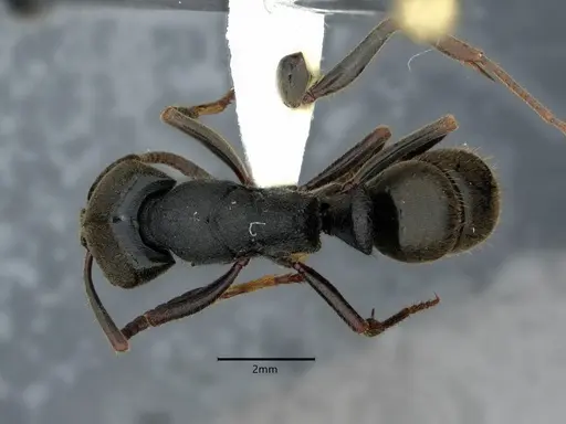 Ectomomyrmex astutus - CASENT0882082