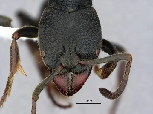 Ectomomyrmex astutus - CASENT0882082