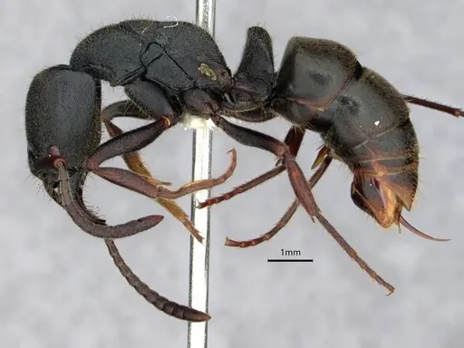 Ectomomyrmex astutus - CASENT0882082