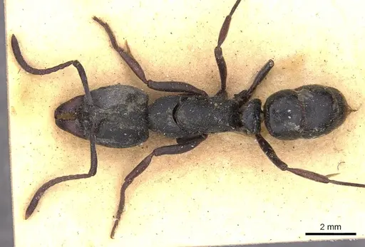 Ectomomyrmex astutus - CASENT0902492