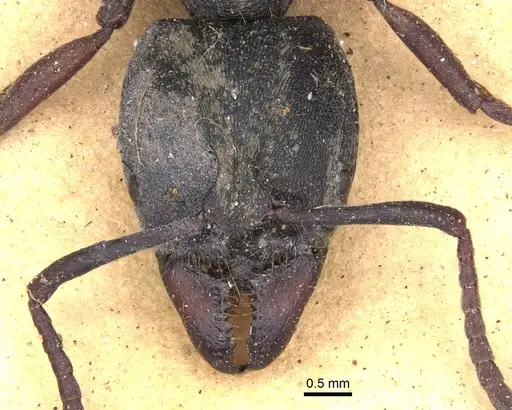 Ectomomyrmex astutus - CASENT0902492