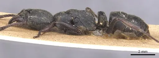 Ectomomyrmex astutus - CASENT0902492