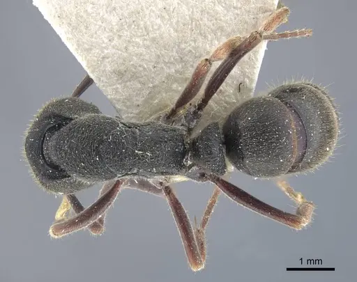 Ectomomyrmex astutus - CASENT0916823