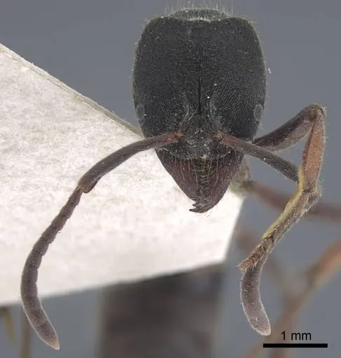 Ectomomyrmex astutus - CASENT0916823