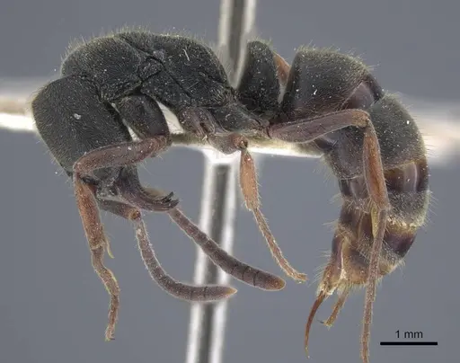 Ectomomyrmex astutus - CASENT0916823