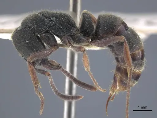 Ectomomyrmex astutus - CASENT0916823