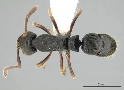 Ectomomyrmex exaratus specimen