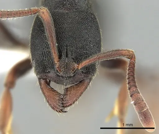 Ectomomyrmex exaratus specimen