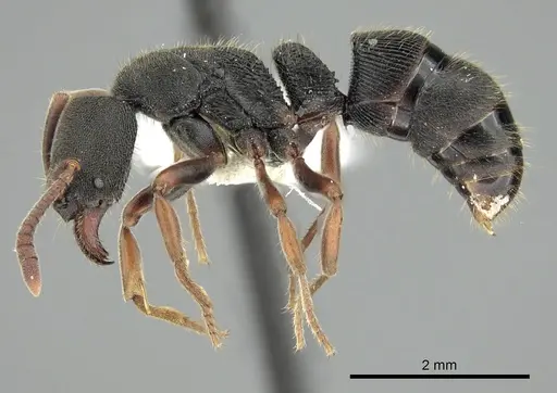 Ectomomyrmex exaratus specimen