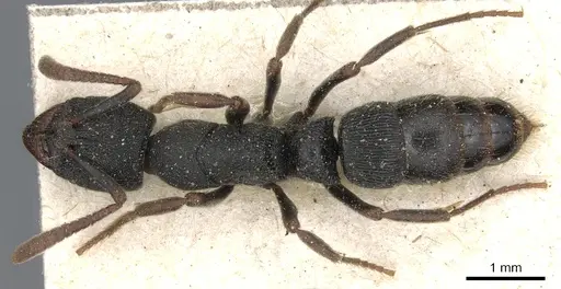 Ectomomyrmex exaratus - CASENT0903900