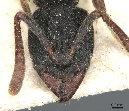 Ectomomyrmex exaratus - CASENT0903900