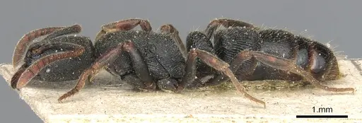 Ectomomyrmex exaratus - CASENT0903900