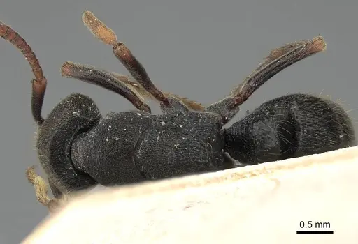 Ectomomyrmex exaratus - CASENT0922433