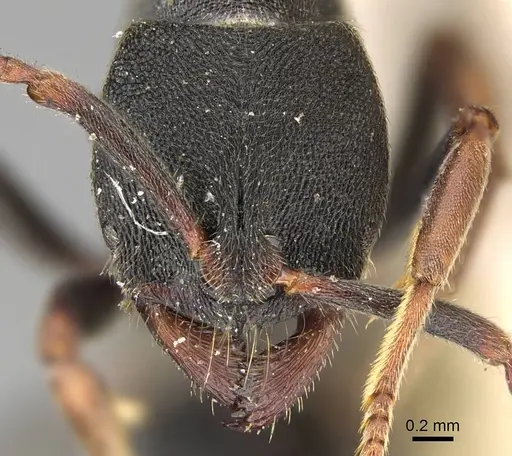 Ectomomyrmex exaratus - CASENT0922433
