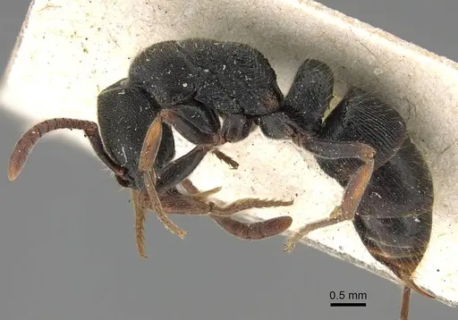 Ectomomyrmex exaratus - CASENT0922433