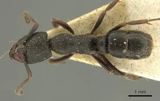 Ectomomyrmex insulanus specimen