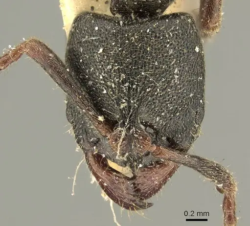 Ectomomyrmex insulanus specimen