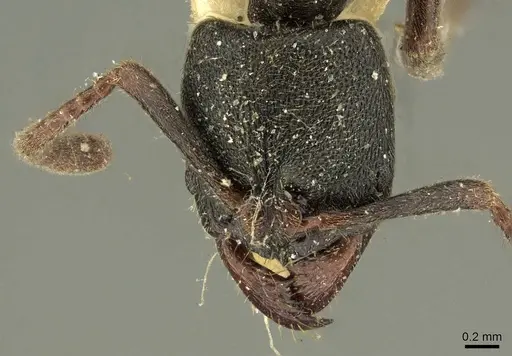 Ectomomyrmex insulanus specimen