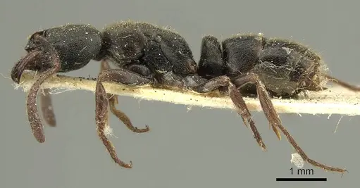 Ectomomyrmex insulanus - CASENT0915665