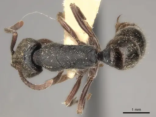 Ectomomyrmex javanus specimen
