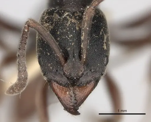 Ectomomyrmex javanus specimen