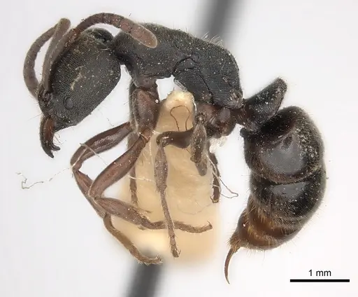 Ectomomyrmex javanus specimen