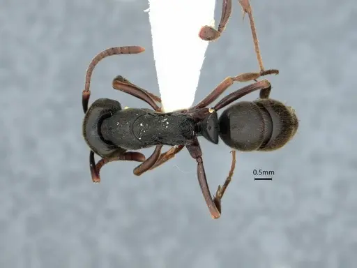 Ectomomyrmex javanus - CASENT0882083