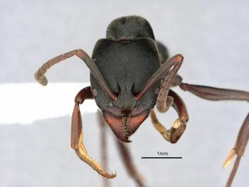 Ectomomyrmex javanus - CASENT0882083