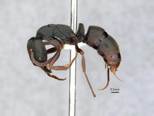 Ectomomyrmex javanus - CASENT0882083