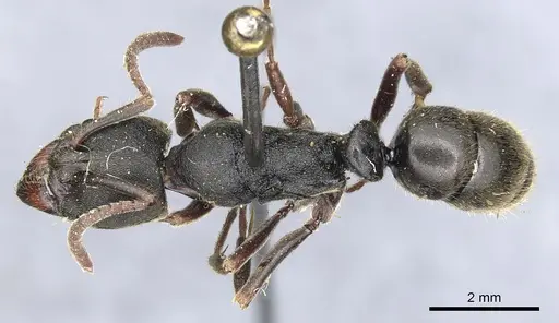 Ectomomyrmex javanus - CASENT0903898