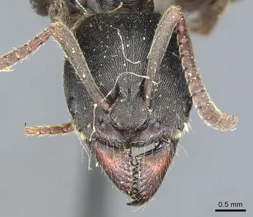 Ectomomyrmex javanus - CASENT0903898