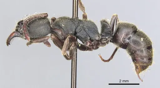Ectomomyrmex javanus - CASENT0903898