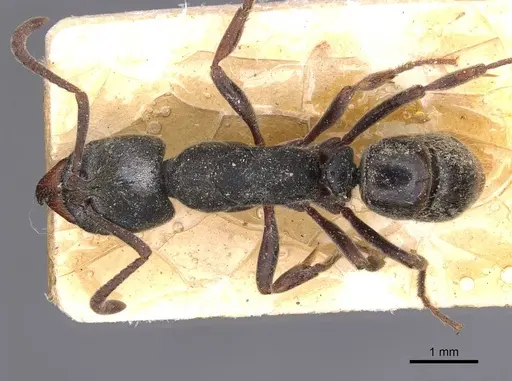 Ectomomyrmex javanus - CASENT0907270