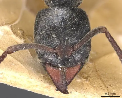 Ectomomyrmex javanus - CASENT0907270