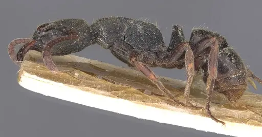 Ectomomyrmex javanus - CASENT0907270