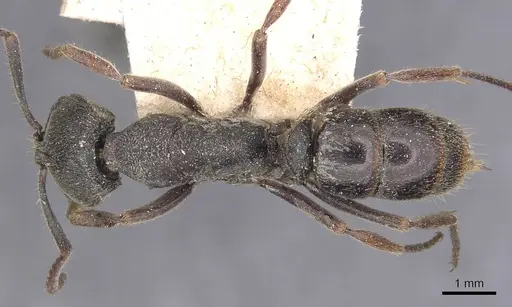 Ectomomyrmex javanus - CASENT0907271