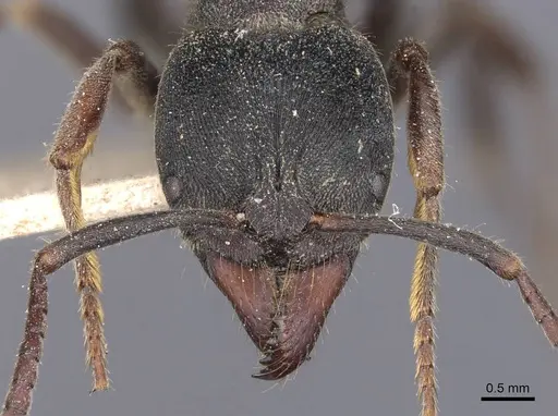 Ectomomyrmex javanus - CASENT0907271
