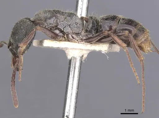 Ectomomyrmex javanus - CASENT0907271