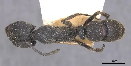 Ectomomyrmex javanus - CASENT0915263