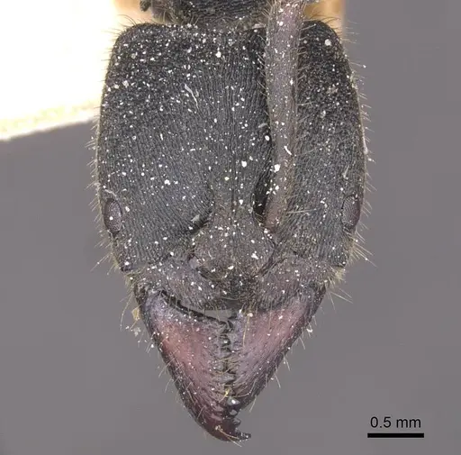 Ectomomyrmex javanus - CASENT0915263