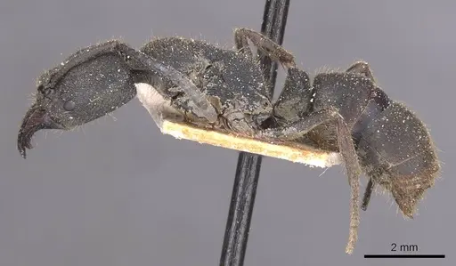 Ectomomyrmex javanus - CASENT0915263