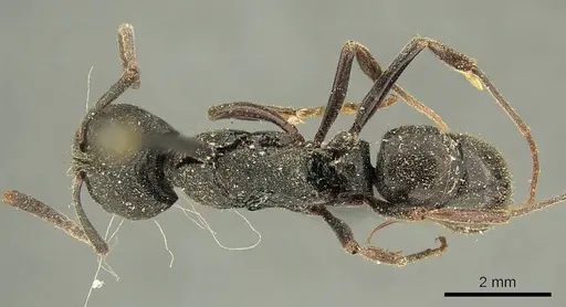 Ectomomyrmex javanus - CASENT0915666