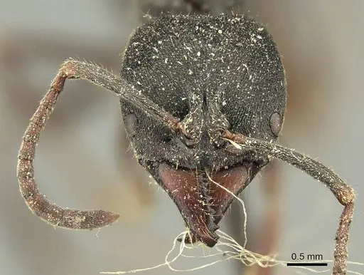 Ectomomyrmex javanus - CASENT0915666
