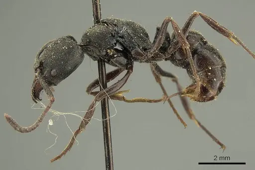 Ectomomyrmex javanus - CASENT0915666