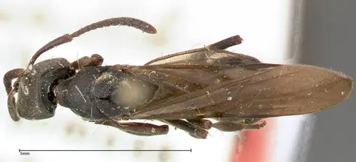 Ectomomyrmex javanus - FOCOL0365