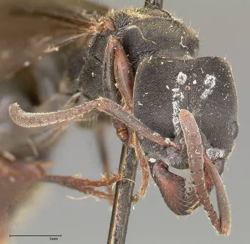 Ectomomyrmex javanus - FOCOL0365