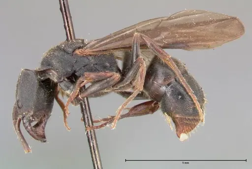 Ectomomyrmex javanus - FOCOL0365