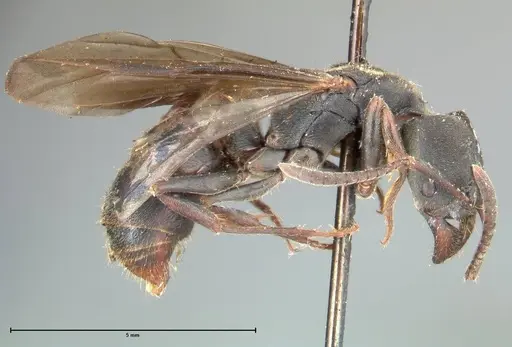 Ectomomyrmex javanus - FOCOL0365